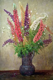 Carruthers: Lupins