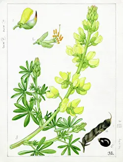 Everard: Lupinus arboreus - tree lupin