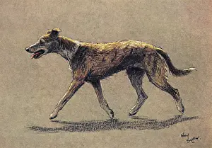 Lurcher: Lurcher dog walking along