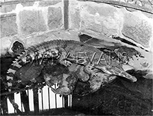 Lurking: LURKING CROCODILE