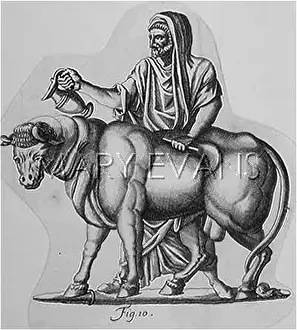 Anoints: LUSTRATING AN OX