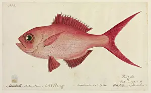 Ray Finned: Lutjanus campechanus, red snapper