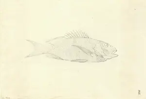 1754 1794: Lutjanus fulvus, blacktail snapper