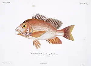 Humpback: Lutjanus gibbus, humpback red snapper