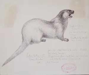 Mustelid: Lutra lutra, European otter