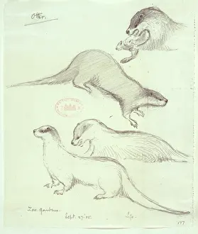 Mustelid: Lutra lutra, European otter