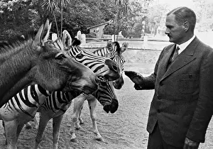 Zoologist: Lutz Heck strokes zebras