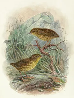 Wren: Lyall Wren, Traversia lyalli