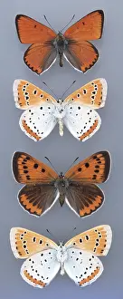 Gossamer: Lycaena dispar, large copper