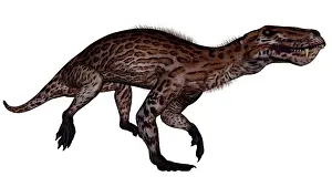Gorgonopsid: Lycaenops dinosaur walking, white background