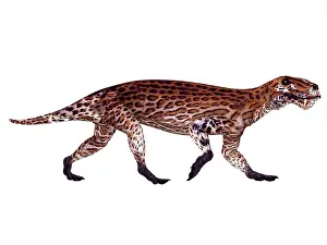 Ornatus: Lycaenops from the Permian period
