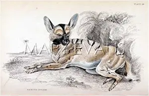 Lycaon: LYCAON/WILD DOG 1840