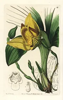 Lycaste: Lycaste cruenta orchid