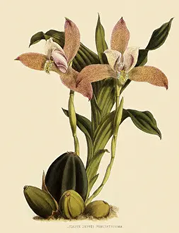 Nugent: Lycaste Deppei var Punctatissima