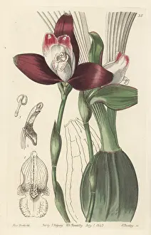 John Lindley: Lycaste macrophylla orchid