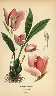 Oncidium: Lycaste virginalis orchid