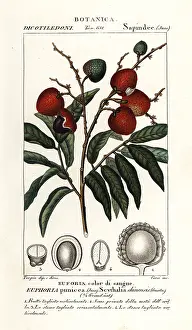 Chinensis: Lychee fruit, Litchi chinensis