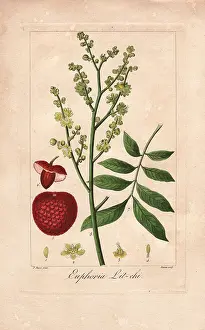 Bessa: Lychee tree, Litchi chinensis