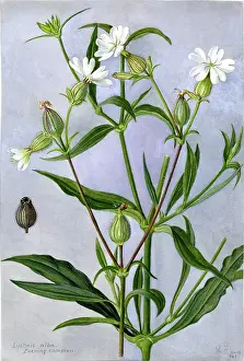 Snelling: Lychnis Alba - Evening campion