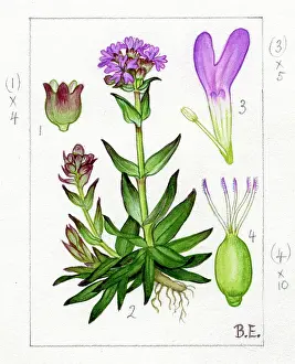 Campion: Lychnis alpina - Alpine Campion
