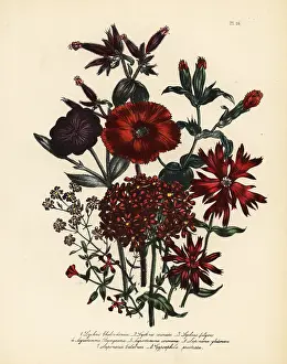 Humphreys: Lychnis and campion species