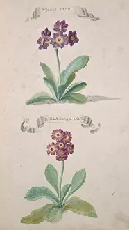 Caryophyllaceae: Lychnis chalcedonica, Maltese cross