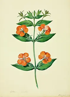 Coronata: Lychnis coronata