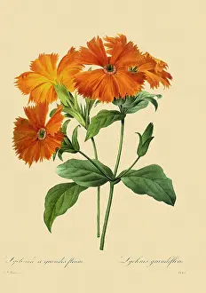 Coronata: Lychnis coronata