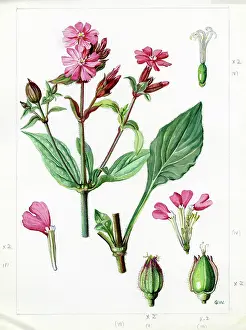Gwen: Lychnis dioica - red campion