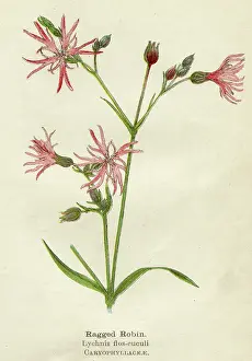 Flos: LYCHNIS FLOS-CUCULI