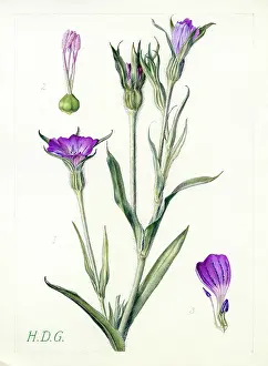 Stamens: Lychnis Githago - corn-cockle