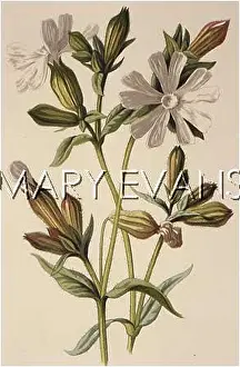 Lychnis: LYCHNIS VESPERTINA