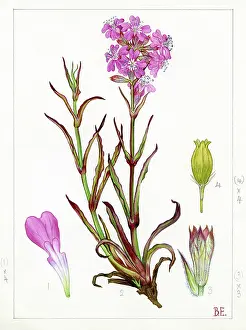 Clammy: Lychnis viscaria - sticky catchfly