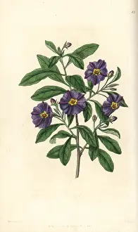 Solanum: Lycianthes lycioides
