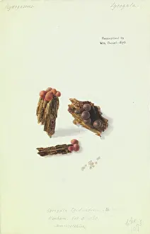 Worsley: Lycogala epidendrum, Wolf's Milk