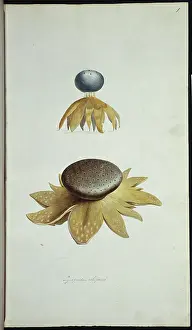 Basidiomycota: Lycoperdon coliforme