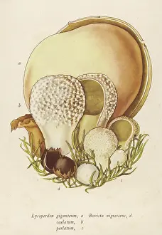 Funghi: LYCOPERDON/VARIOUS