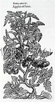 Esculentum: LYCOPERSICUM ESCULENTUM