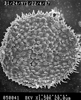 Lycopod: Lycopod