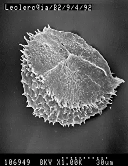 Lycopod: Lycopod