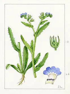 Bentham: Lycopsis arvensis - small bugloss