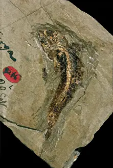 Fortey: Lycoptera, bony fish fossil