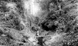 Lydford: Lydford, the Gorge c1960