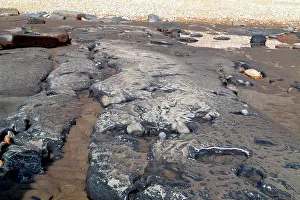 Lias: Lyme Regis