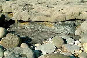 Foreshore: Lyme Regis