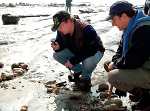 Echinoderm: Lyme Regis field trip, 2003