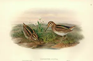 Minimus: Lymnocryptes minimus, jack snipe