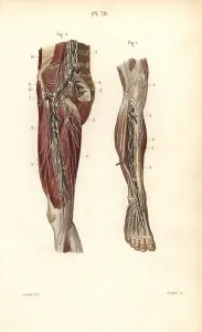 Lymph: Lymph nodes and vessels deep in the leg