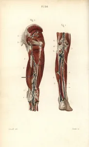 Lymph: Lymph nodes and vessels deep in the back of the leg