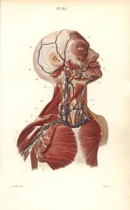 Lymph: Lymph nodes and vessels in the head, neck and chest